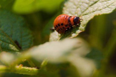 Colorado böceği larvası. Makro ateş etme.