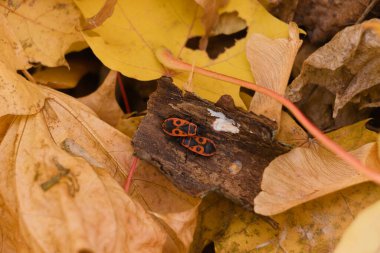    Gökyüzüne karşı güzel bir ağaç     