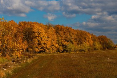    Gökyüzüne karşı güzel bir ağaç     