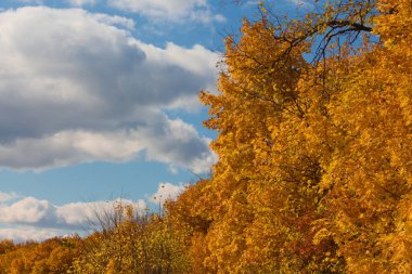    Gökyüzüne karşı güzel bir ağaç     