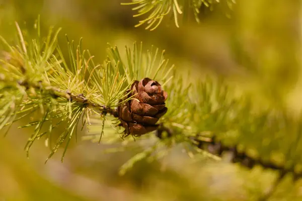 Kegels Een Boom Het Bos — Stockfoto