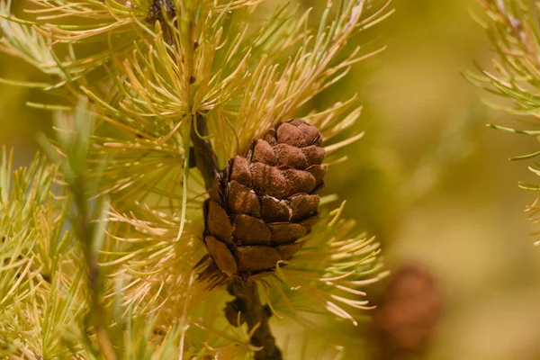 Kegels Een Boom Het Bos — Stockfoto