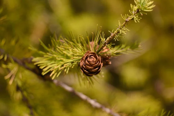 Cones Uma Árvore — Fotografia de Stock