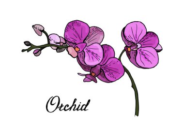 Rengarenk çiçek açan orkideler penaenopsis