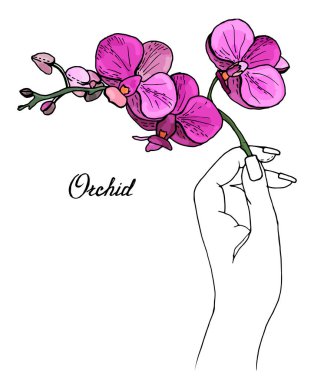 # Çiçek açan orkidelerin renkli dalları # # Phalaenopsis ellerinde #