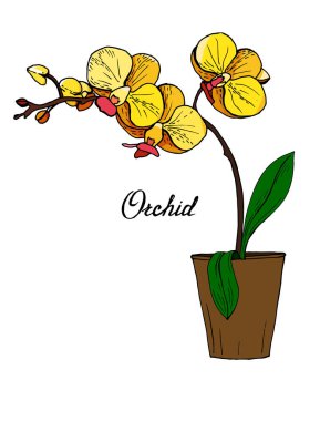 Kavanozda çiçek açan orkidelerin renkli dalları.