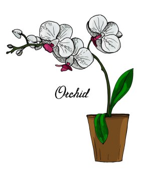 Kavanozda çiçek açan orkidelerin renkli dalları.