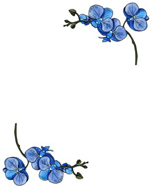 Renkli çiçek açan orkidelerle donatılmış çerçeve.