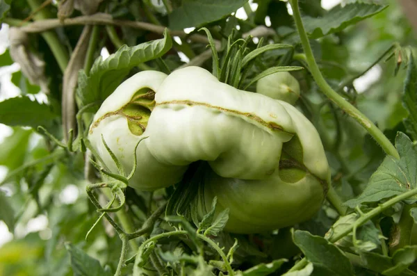 Tomato Catface Diseases Tomatoes Lesion Fruits Severe Malformation Tomatoes Scarring — Stok fotoğraf