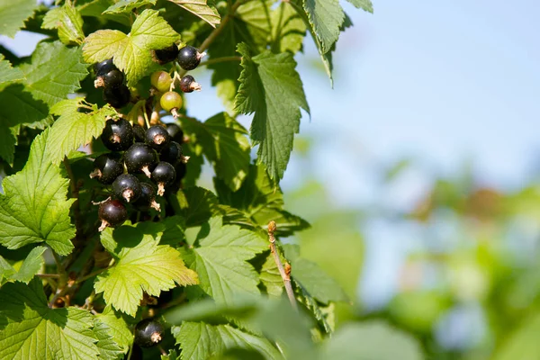 Black currant in the rural garden. Berries are ripening on the bush on the Russian dacha. Summer agricultural background with copy space