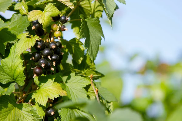 Black Currant Rural Garden Berries Ripening Bush Russian Dacha Summer — Stock Photo, Image