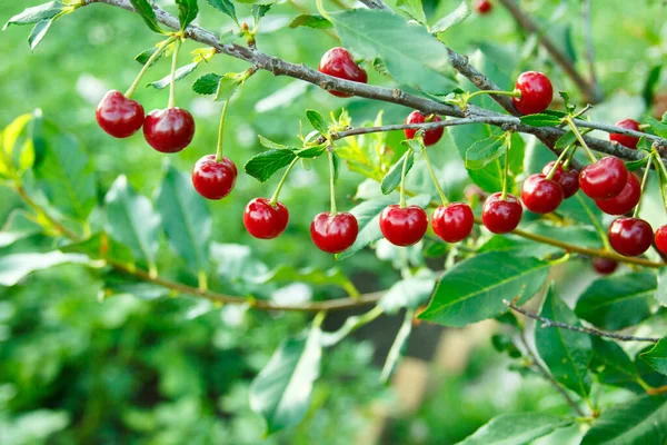 Cherry Branch Red Ripe Berries Cherry Tree Green Nature Background — Stock Photo, Image