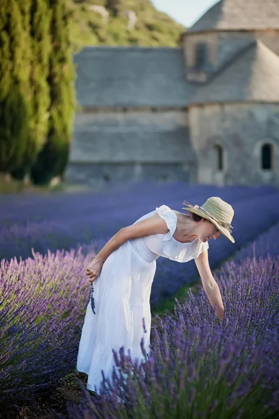 Woman picking lavender — Stock Photo, Image