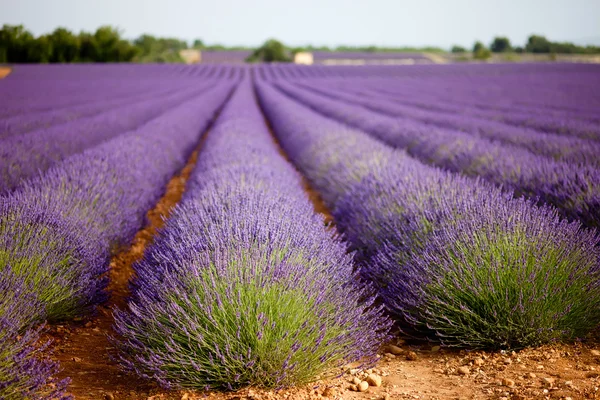 Large lavender field — Stock Photo, Image