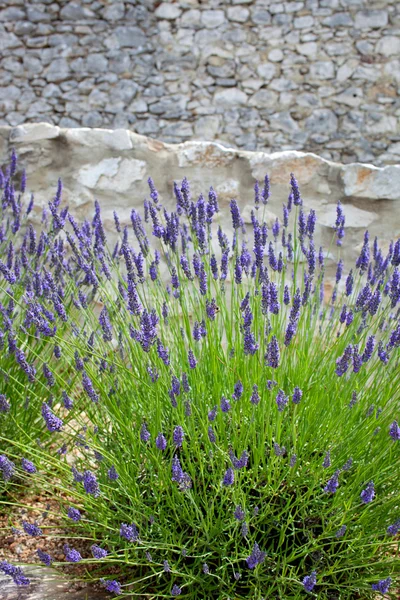 Lavendelstrauch — Stockfoto