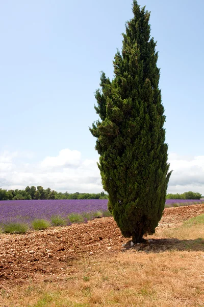 Ciprés — Foto de Stock