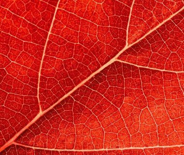 Red leave texture