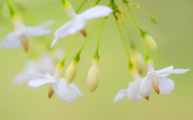 küçük beyaz çiçek, wrightia bileğinde benth