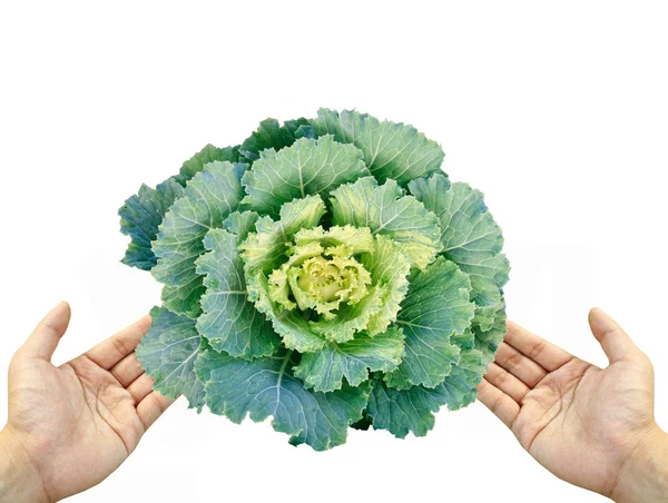 两个手中的绿色白菜 — 图库照片