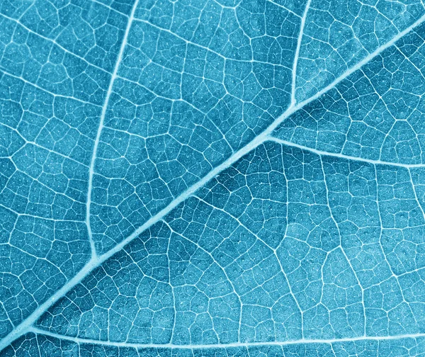 Textura azul licença — Fotografia de Stock