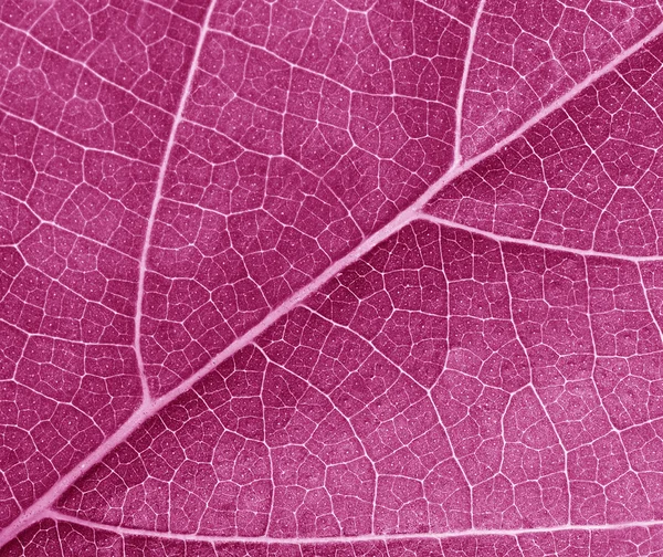 Textura de licença roxa — Fotografia de Stock