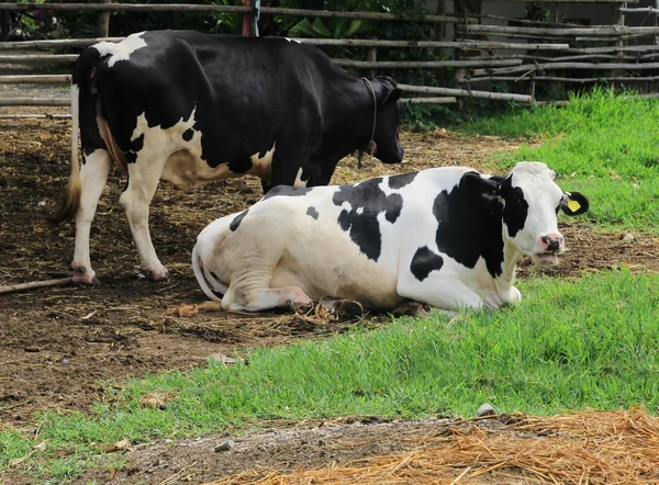 Vaca na quinta — Fotografia de Stock
