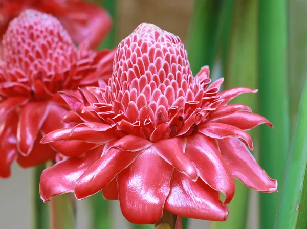 Flor de elatior etlingera — Fotografia de Stock