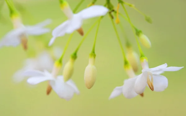 Маленький белый цветок, Wrightia religiosa Benth — стоковое фото