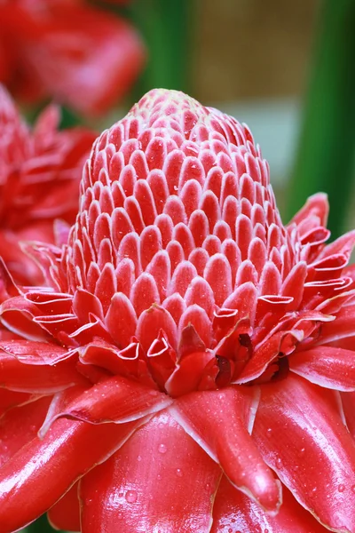 Etlingera 姜花卉 — 图库照片