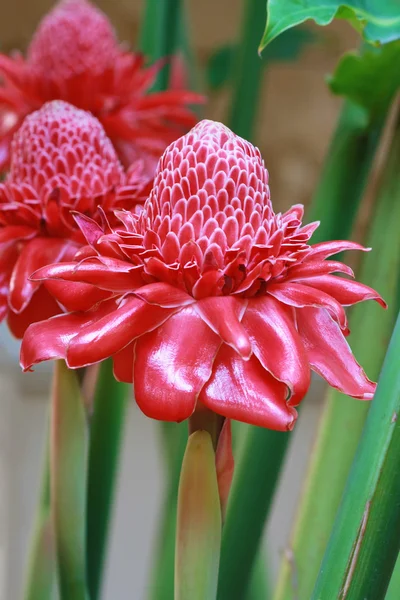 Etlingera elatior flower — Stock Photo, Image
