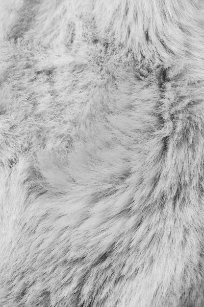 Fur texture Closeup — Stock Photo, Image