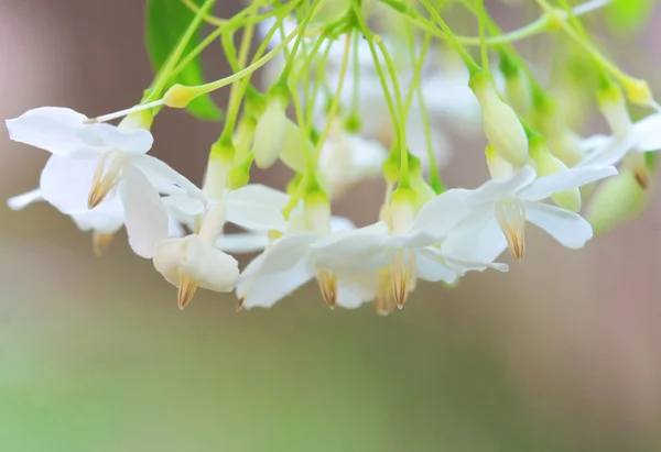 Маленький белый цветок, Wrightia religiosa Benth — стоковое фото