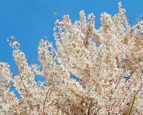 在泰国的粉红白花树 — 图库照片