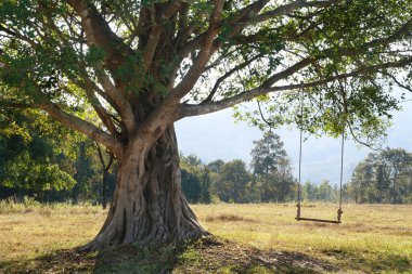 büyük ağaç ile salıncakta yeşil alan, chiang mai, Tayland