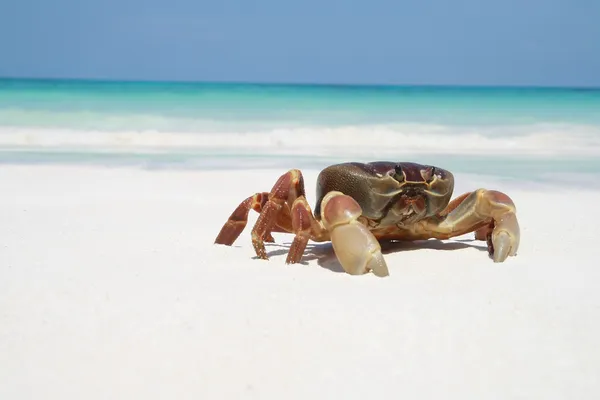 Krabbe am Strand, Thailand — Stockfoto