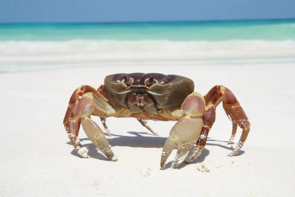 Cangrejo rojo en la playa, isla Tachai, grupo de islas Similan, Phang ng — Foto de Stock