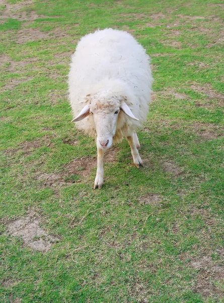 Een witte schapen in veld — Stockfoto
