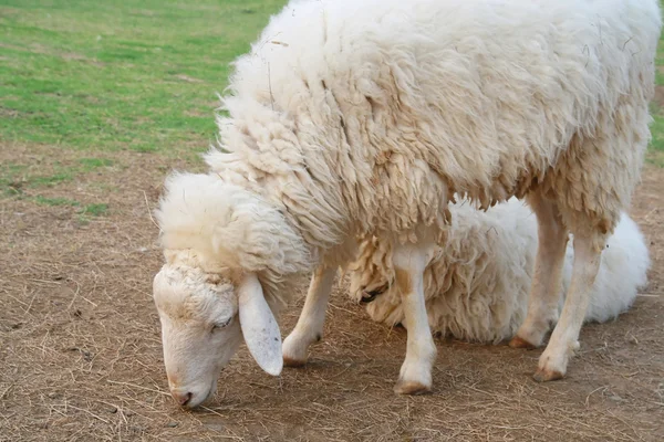 Ovelhas comendo grama no campo — Fotografia de Stock