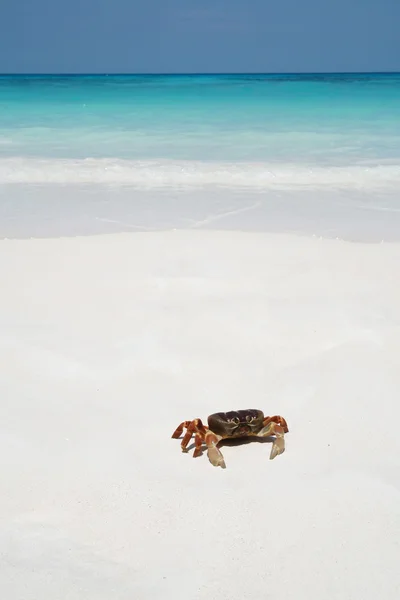 Crabe sur la plage, Thaïlande — Photo