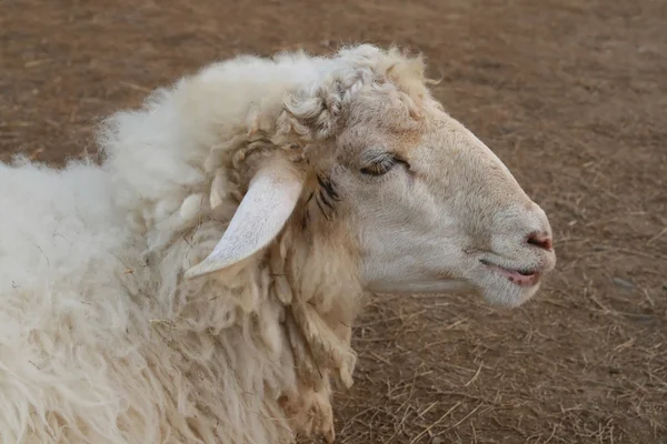 Owce twarz, widok z boku — Zdjęcie stockowe