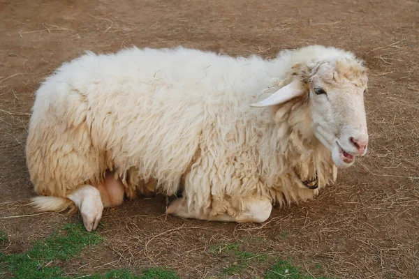 Sheep on soil ground — Stock Photo, Image