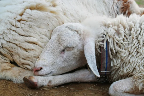 Giovani pecore dormono — Foto Stock