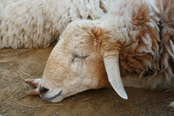 睡眠羊顔 — ストック写真