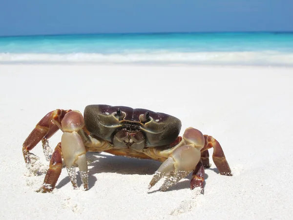 Crabe rouge sur la plage, île de Tachai, groupe d'îles Similan, Phang ng — Photo