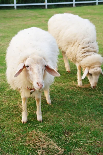 Deux moutons mignons dans le champ — Photo