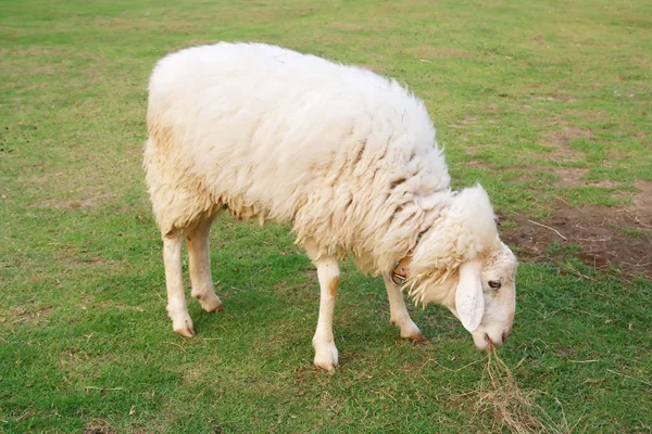 Jedzenie w pole owiec — Zdjęcie stockowe