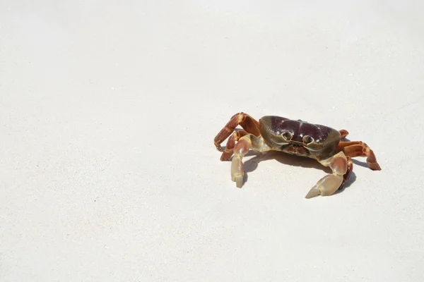 Krabbe am Strand, Thailand — Stockfoto