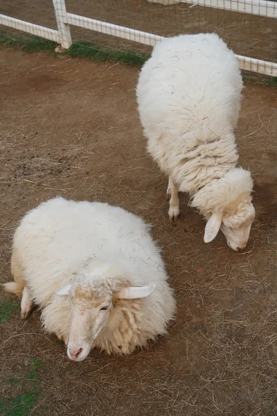 Ovejas en establo — Foto de Stock