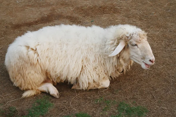 Schafe auf dem Boden — Stockfoto