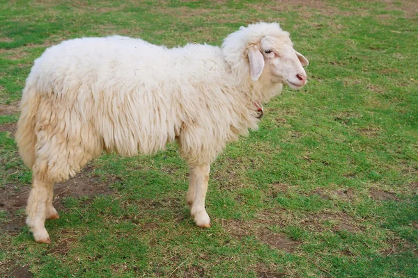 Ovelhas comendo grama no campo — Fotografia de Stock